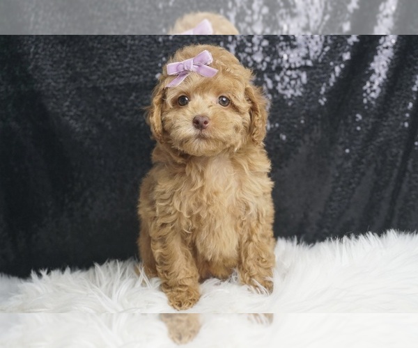 Medium Photo #3 Poodle (Toy) Puppy For Sale in WARSAW, IN, USA