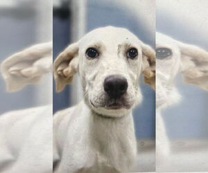 Monty (in foster) - Male Mutt Dog for Adoption - Photo #3