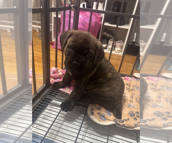 Medium Photo #1 Cane Corso Puppy For Sale in CHATTANOOGA, TN, USA