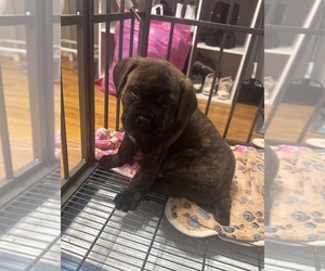 Medium Cane Corso
