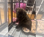 Puppy Green Cane Corso