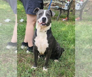 American Bulldog-Unknown Mix Dogs for adoption in Wetumpka, AL, USA