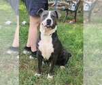 Small American Bulldog Mix