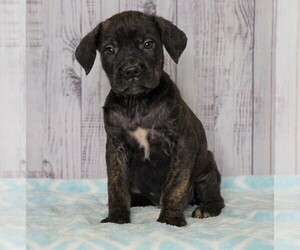 Cane Corso Puppy for sale in FREDERICKSBG, OH, USA