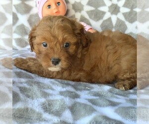 Cavapoo-Poodle (Miniature) Mix Puppy for sale in SAINT JOE, IN, USA