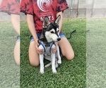 Small #5 Alaskan Klee Kai