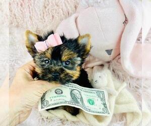 Medium Yorkshire Terrier