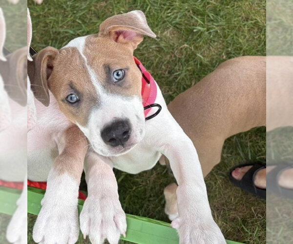 Medium Photo #13 Mutt Puppy For Sale in Wenonah, NJ, USA