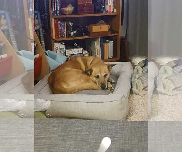 Medium Photo #1 Mutt Puppy For Sale in Fort Collins, CO, USA