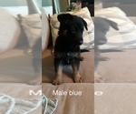 Small #17 German Shepherd Dog