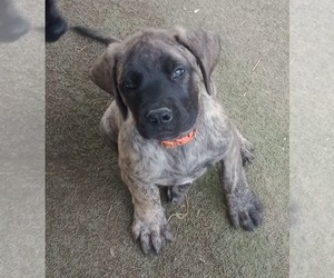 Mastiff Puppy for sale in FOWLERVILLE, MI, USA