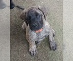 Image preview for Ad Listing. Nickname: Brindle male