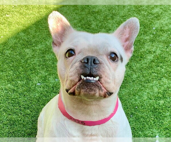 Medium Photo #1 French Bulldog-Unknown Mix Puppy For Sale in Moreno Valley, CA, USA
