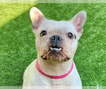 Small French Bulldog Mix