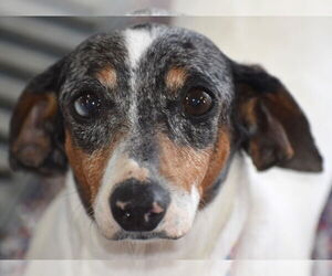 Dachshund Dogs for adoption in Shelbyville, TN, USA
