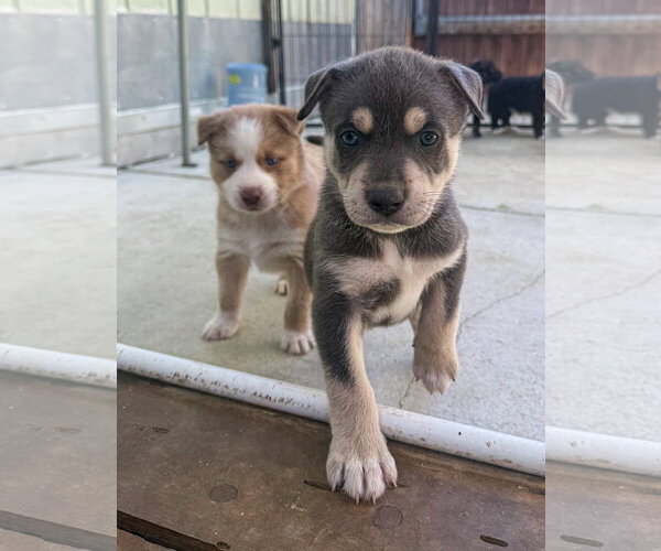 Medium Photo #8 Labrador Retriever-Unknown Mix Puppy For Sale in San Diego, CA, USA