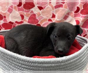 German Shepherd Dog-Unknown Mix Dogs for adoption in Rosenberg, TX, USA