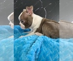 Small #3 Boston Terrier