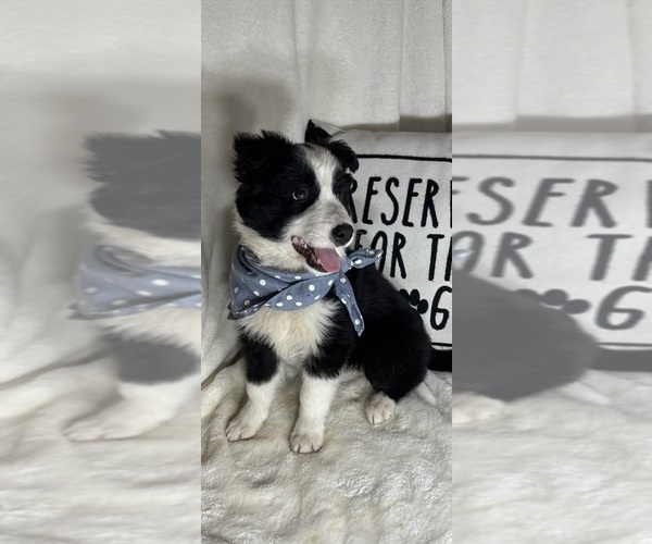 Medium Photo #1 Australian Shepherd Puppy For Sale in GREENFIELD, IN, USA