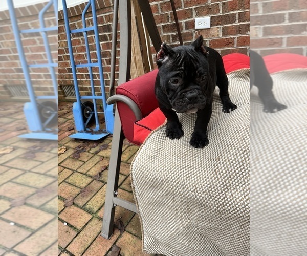 Medium Photo #4 American Bully Puppy For Sale in CLEVELAND, NC, USA