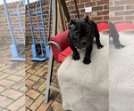 Small #3 American Bully