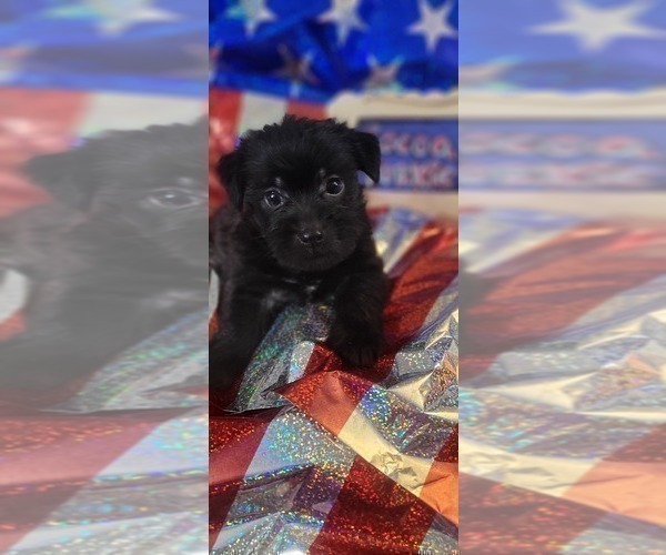 Medium Photo #10 Yorkshire Terrier Puppy For Sale in AKRON, OH, USA