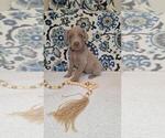 Small #3 Weimaraner