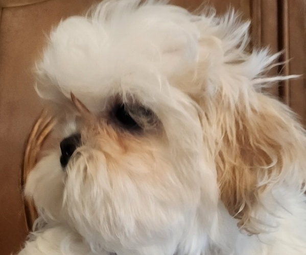 Medium Photo #2 Shih Tzu Puppy For Sale in WESLEY CHAPEL, FL, USA
