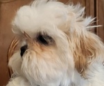 Small #1 Shih Tzu