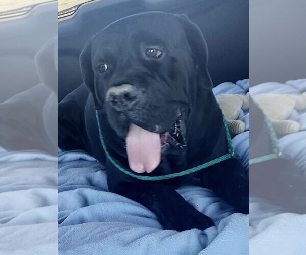 Medium Photo #6 Mutt Puppy For Sale in Goodyear, AZ, USA