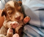 Small #27 Bernedoodle (Miniature)