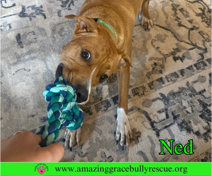 Ned - Male American Pit Bull Terrier-Unknown Mix Dog for Adoption - Photo #10