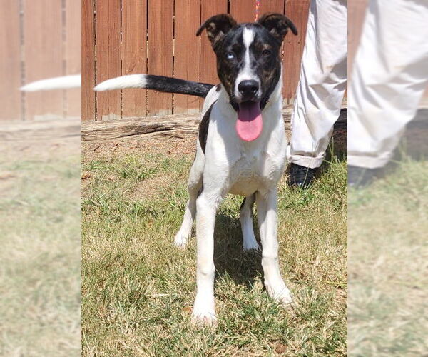 Medium Photo #1 American Pit Bull Terrier-Catahoula Leopard Dog Mix Puppy For Sale in Wetumpka, AL, USA