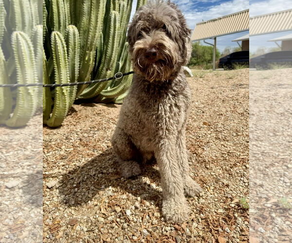 Medium Photo #4 Poodle (Standard) Puppy For Sale in Goodyear, AZ, USA
