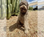 Small #3 Poodle (Standard)