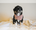 Small Photo #9 Miniature Australian Shepherd Puppy For Sale in FORT RUCKER, AL, USA