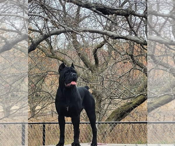 Medium Photo #1 Cane Corso Puppy For Sale in OSSEO, WI, USA