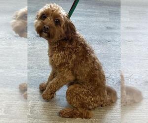 Cavapoo Dogs for adoption in Westminster, MD, USA