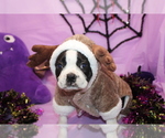 Nash - Male Boston Terrier Puppy for Sale - Small photo