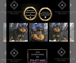 Poodle (Toy) Puppy for sale in WARSAW, IN, USA