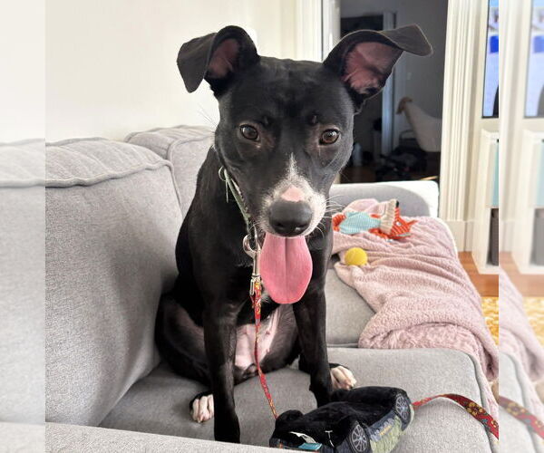 Medium Photo #8 Labrador Retriever-Unknown Mix Puppy For Sale in Boston, MA, USA