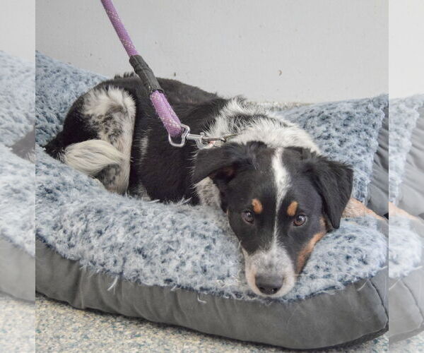 Medium Photo #4 Mutt Puppy For Sale in Huntley, IL, USA