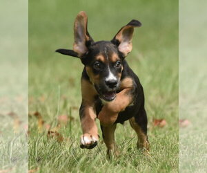 Liam - Male Australian Shepherd-Beagle Mix Dog for Adoption - Photo #10