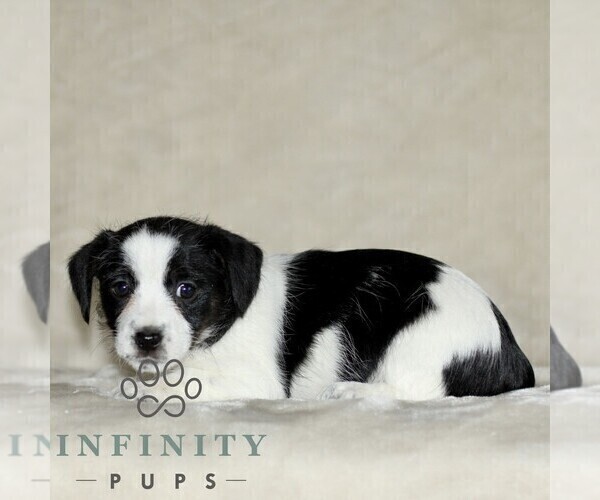 Medium Photo #3 Jack Russell Terrier-ShihPoo Mix Puppy For Sale in GORDONVILLE, PA, USA