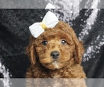Puppy Victor F1B Goldendoodle (Miniature)