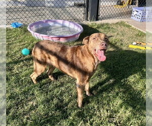 Catahoula Leopard Dog-Unknown Mix Dogs for adoption in Temple, TX, USA