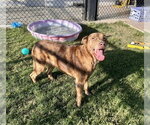 Small Catahoula Leopard Dog Mix