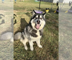 Siberian Husky Dogs for adoption in Evansville, IN, USA