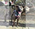 Nico (Courtesy post) - Male American Staffordshire Terrier-Siberian Husky Mix Dog for Adoption - Small photo