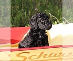 Small Photo #14 Poodle (Standard) Puppy For Sale in LAKE CITY, FL, USA